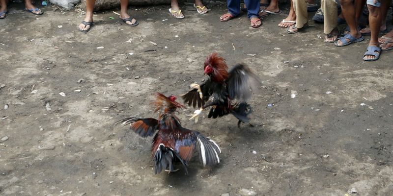 Đá gà Philippines cựa dao